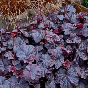 Alunrot ’Obsidian’